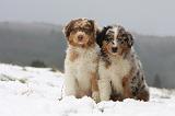 BERGER AUSTRALIEN PUPPIES 552